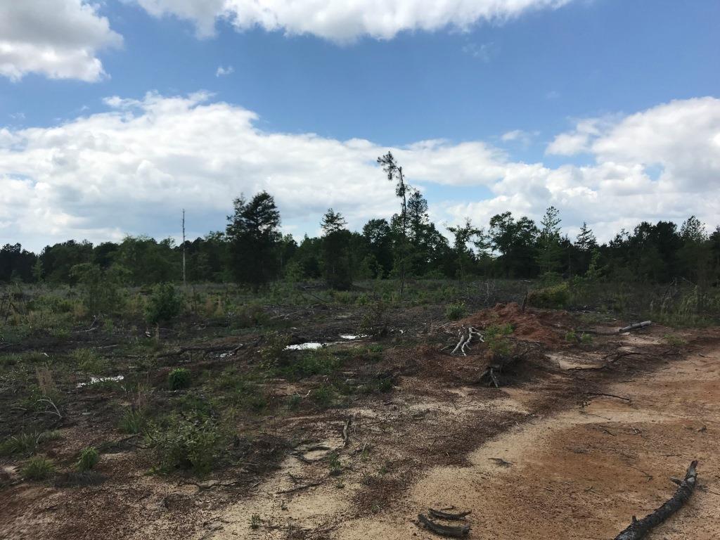 Belmont Ogeechee River Tract Photo