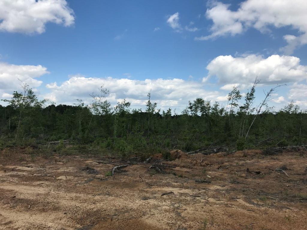 Belmont Ogeechee River Tract Photo