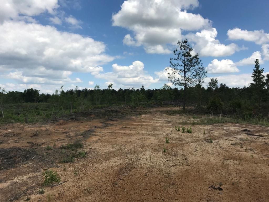 Belmont Ogeechee River Tract Photo