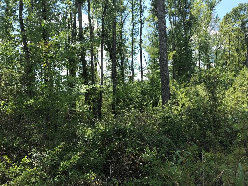 Belmont Ogeechee River Tract Photo