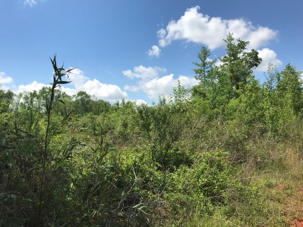 Belmont Ogeechee River Tract Photo