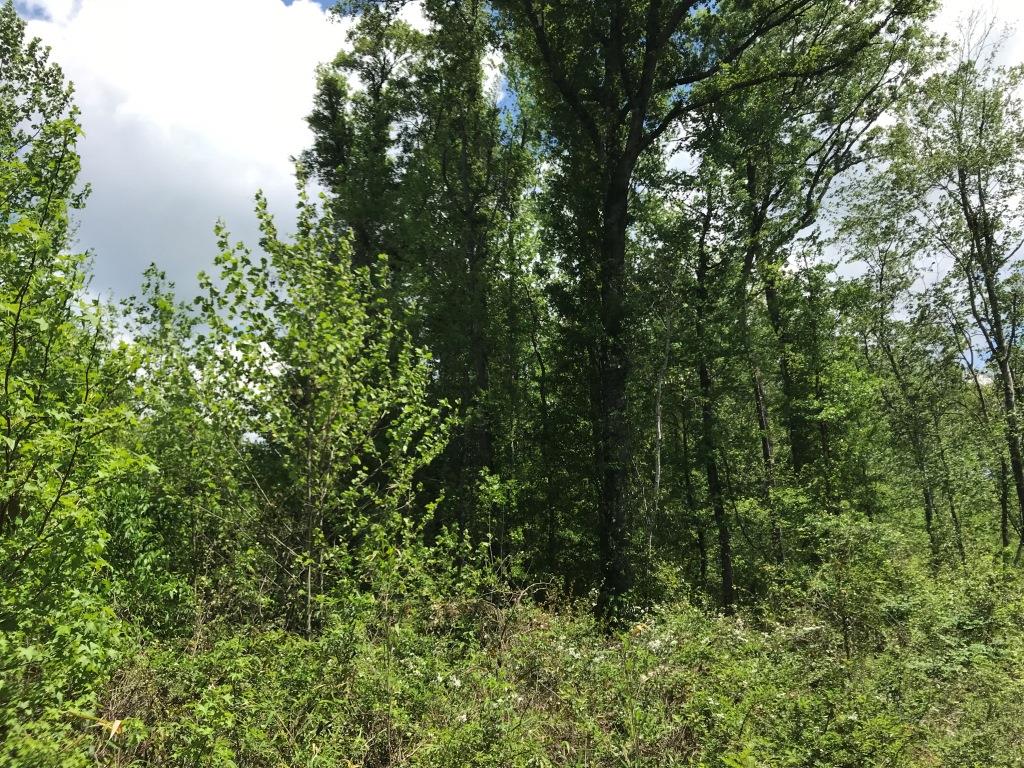 Belmont Ogeechee River Tract Photo