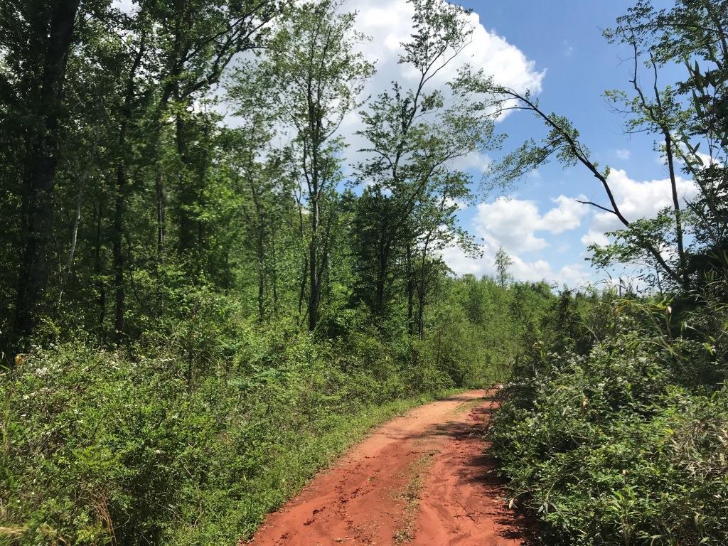 Belmont Ogeechee River Tract Photo