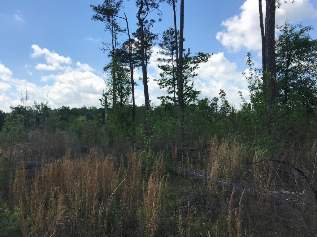 Belmont Ogeechee River Tract Photo