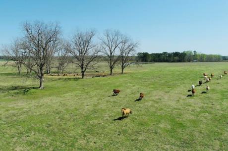 Lynntown Pasture