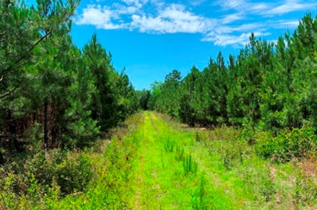 Roberts Bridge Pines