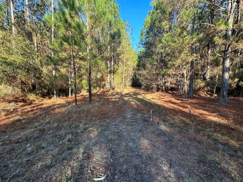 South Screven Pines Photo