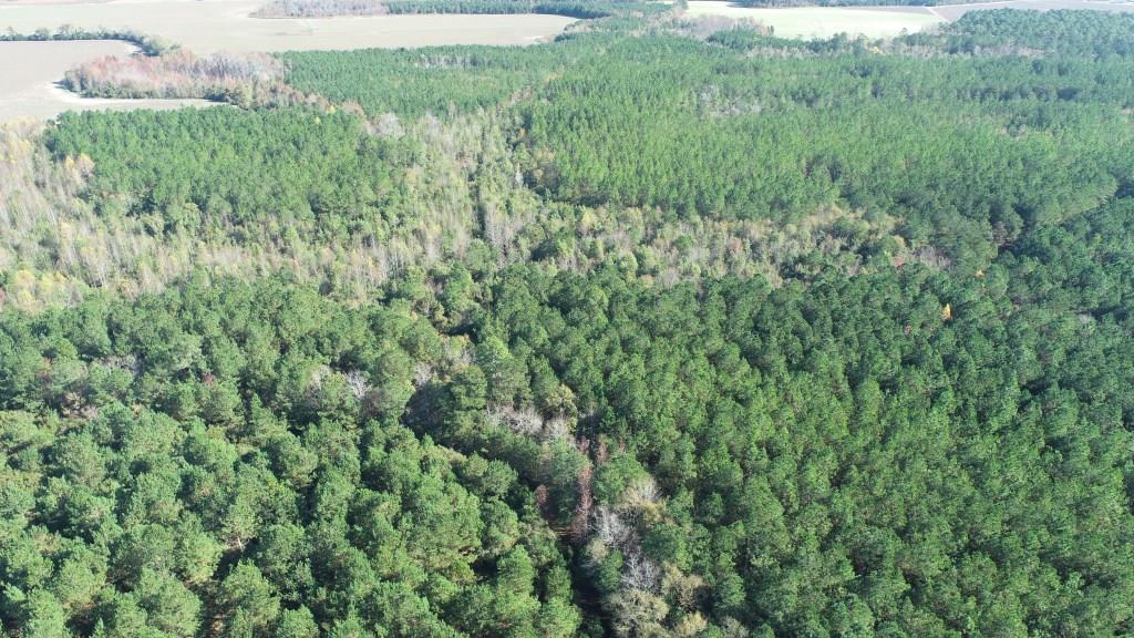 South Screven Pines Photo