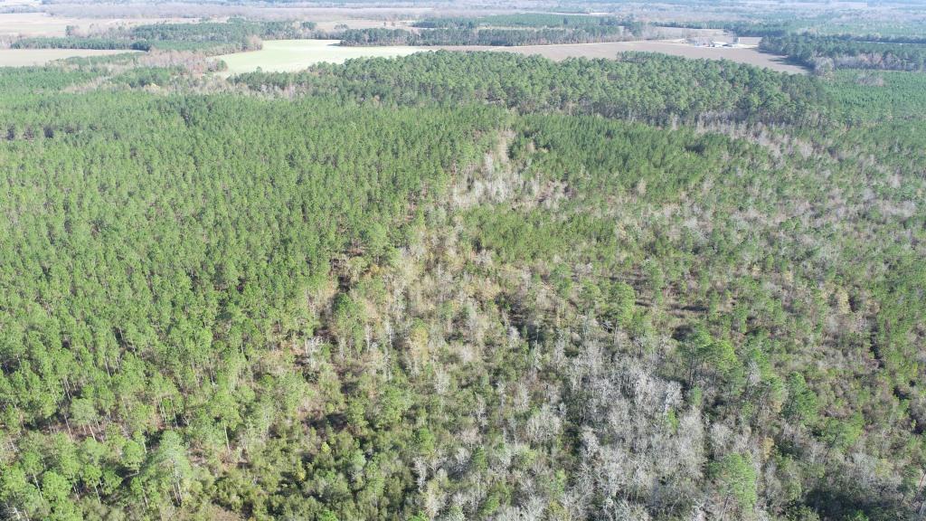 South Screven Pines Photo