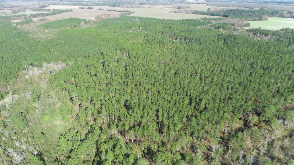 South Screven Pines Photo