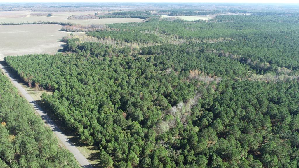 South Screven Pines Photo