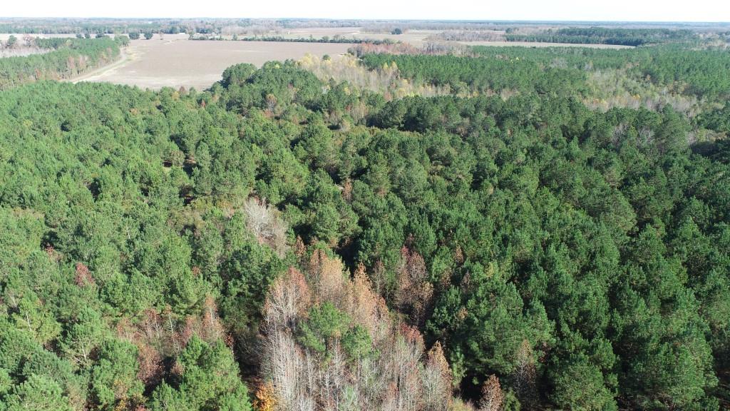 South Screven Pines Photo