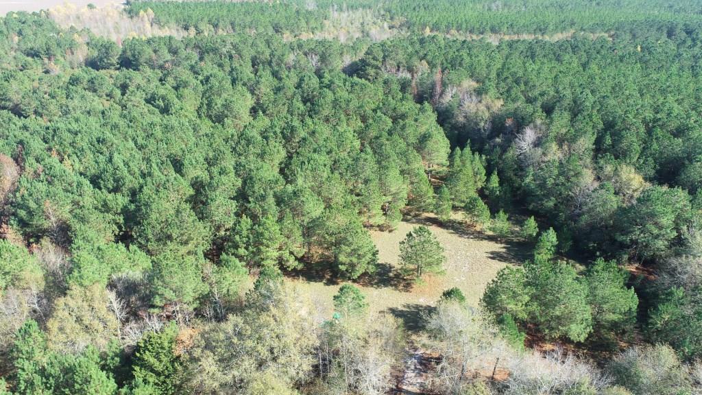 South Screven Pines Photo