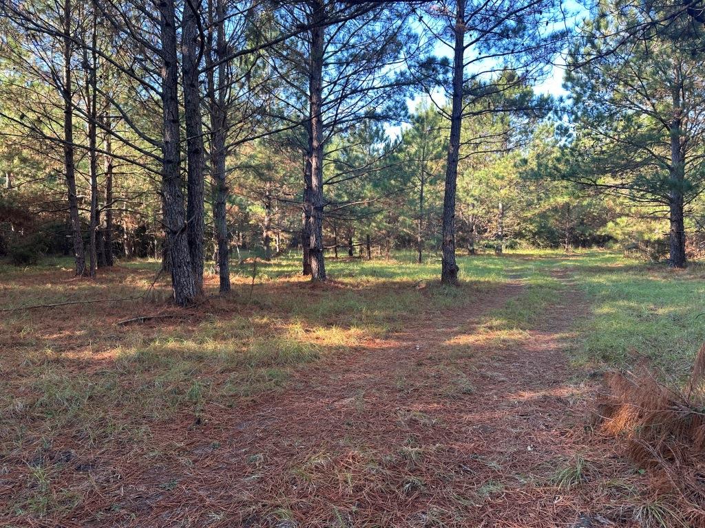 South Screven Pines Photo