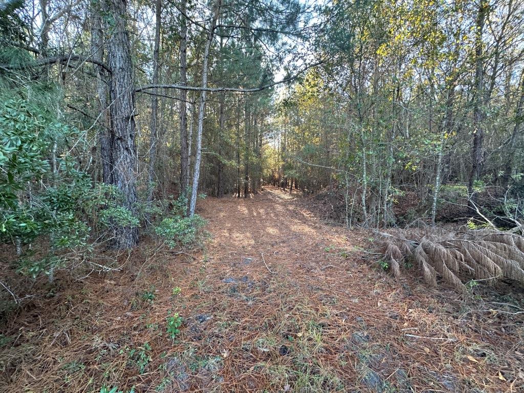 South Screven Pines Photo