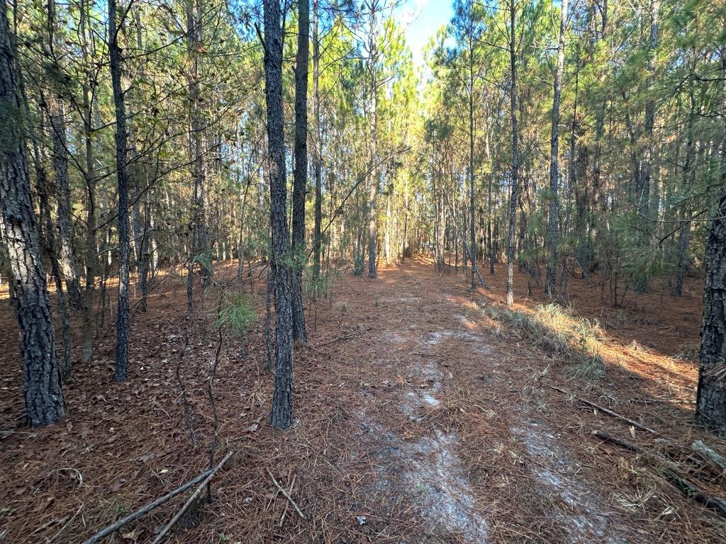 South Screven Pines Photo