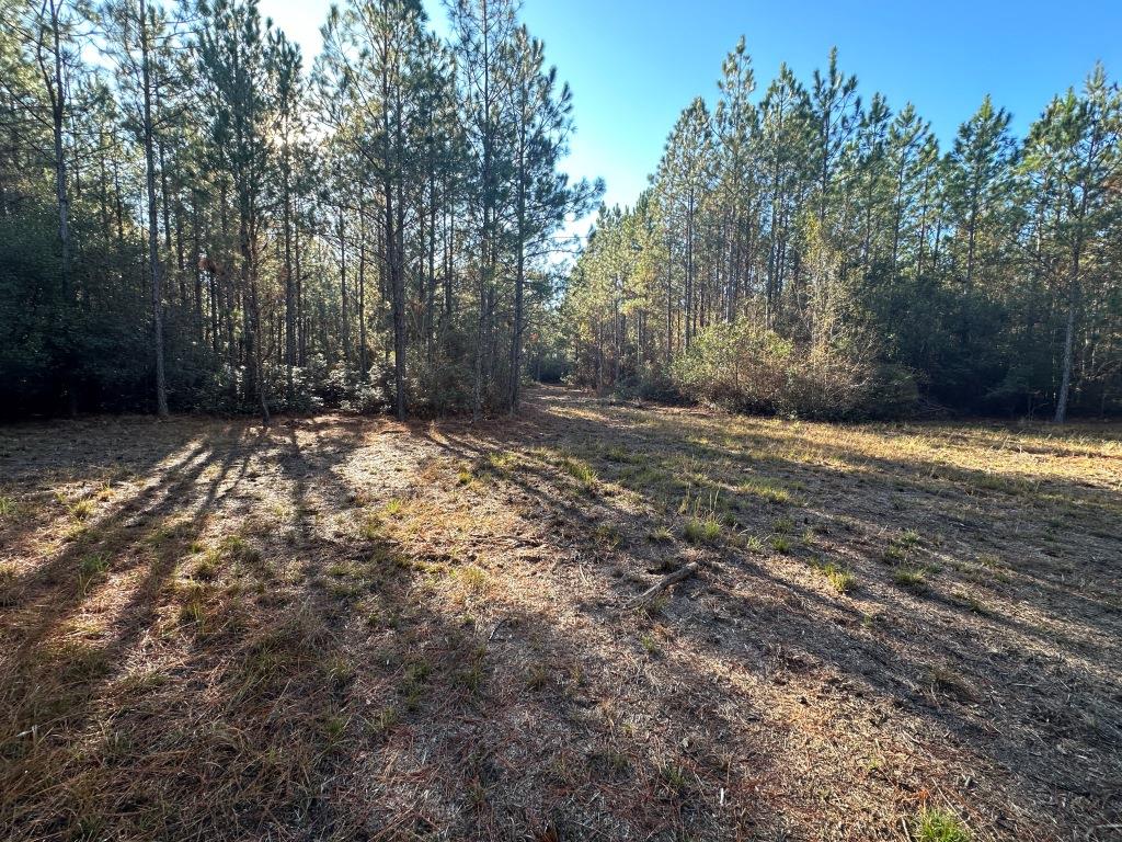 South Screven Pines Photo