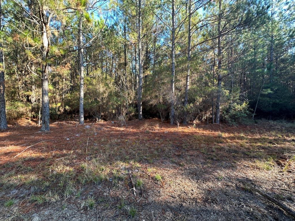 South Screven Pines Photo