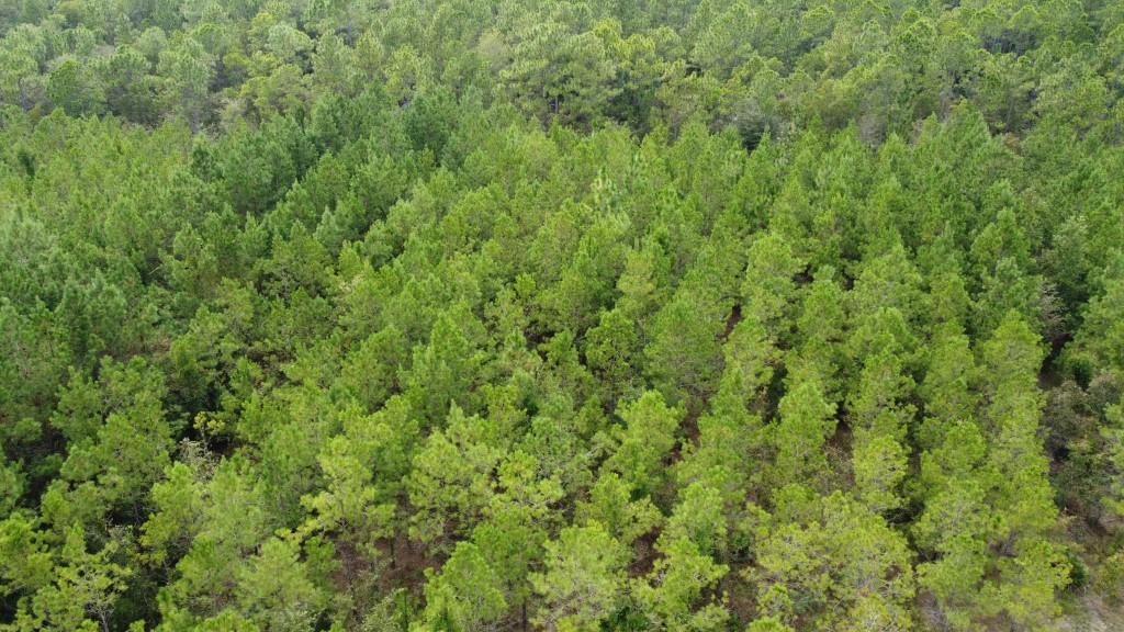 Settlement Road Pines – Tract B Photo