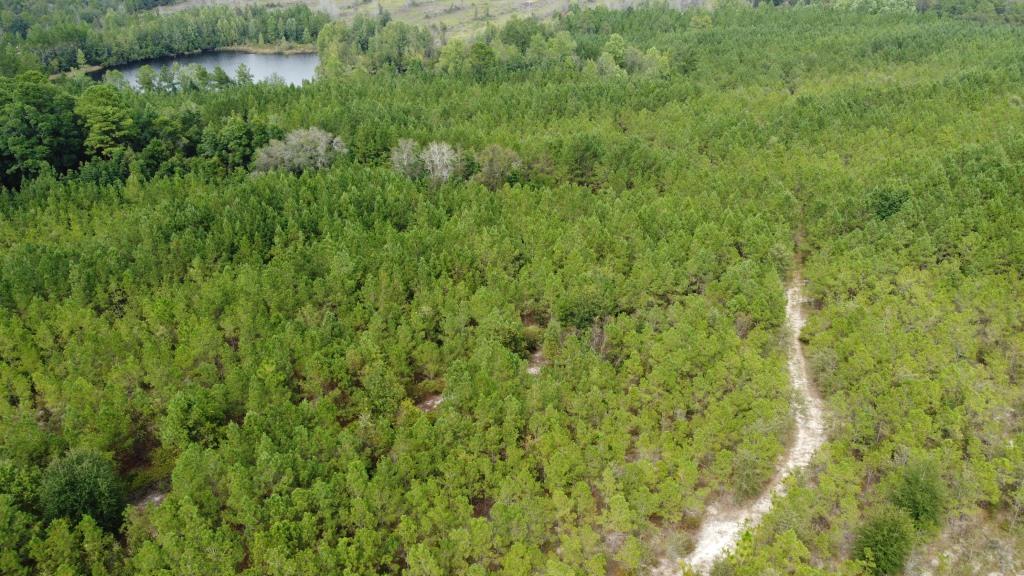 Settlement Road Pines – Tract A Photo