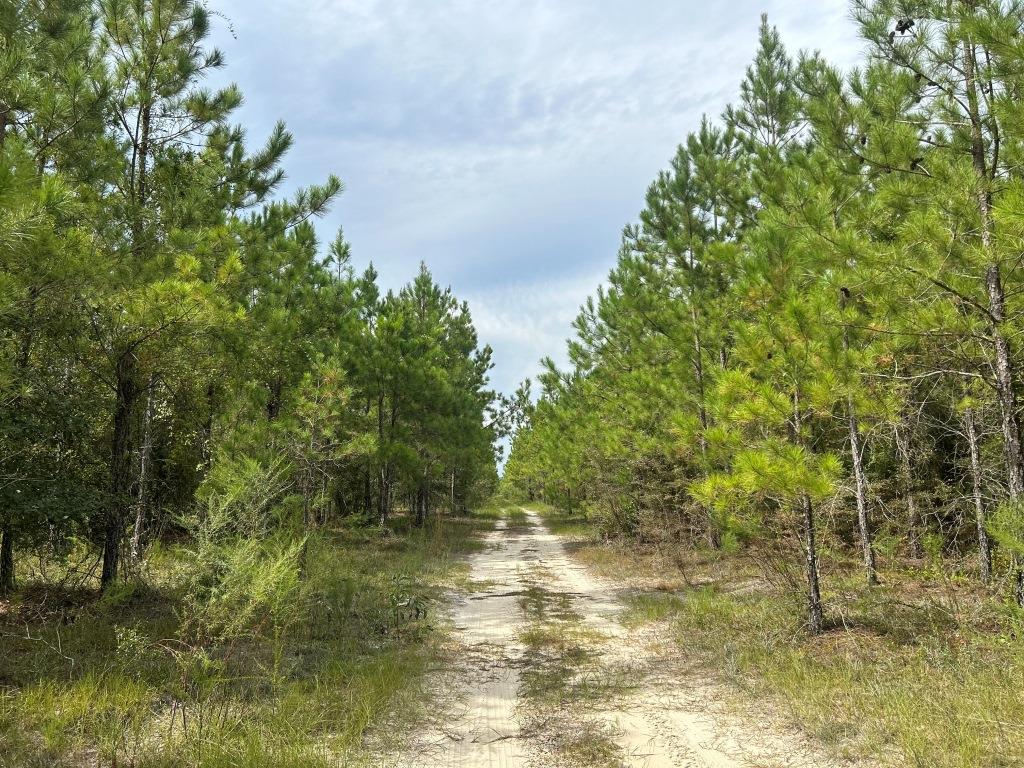 Settlement Road Pines – Tract A Photo