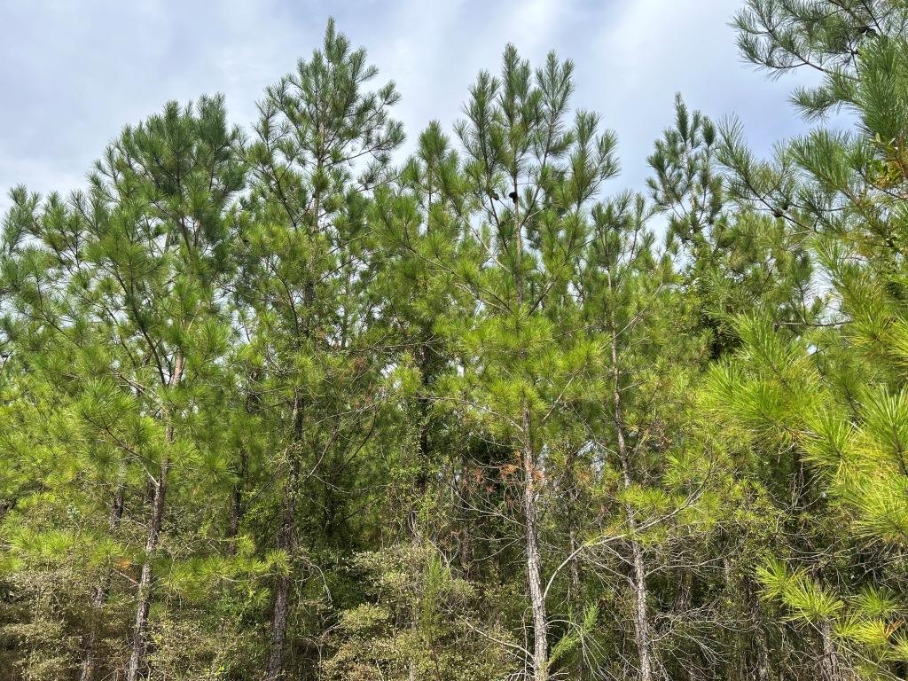 Settlement Road Pines – Tract B Photo