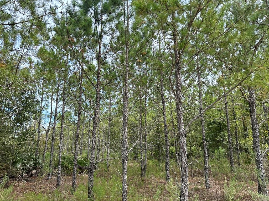 Settlement Road Pines – Tract B Photo