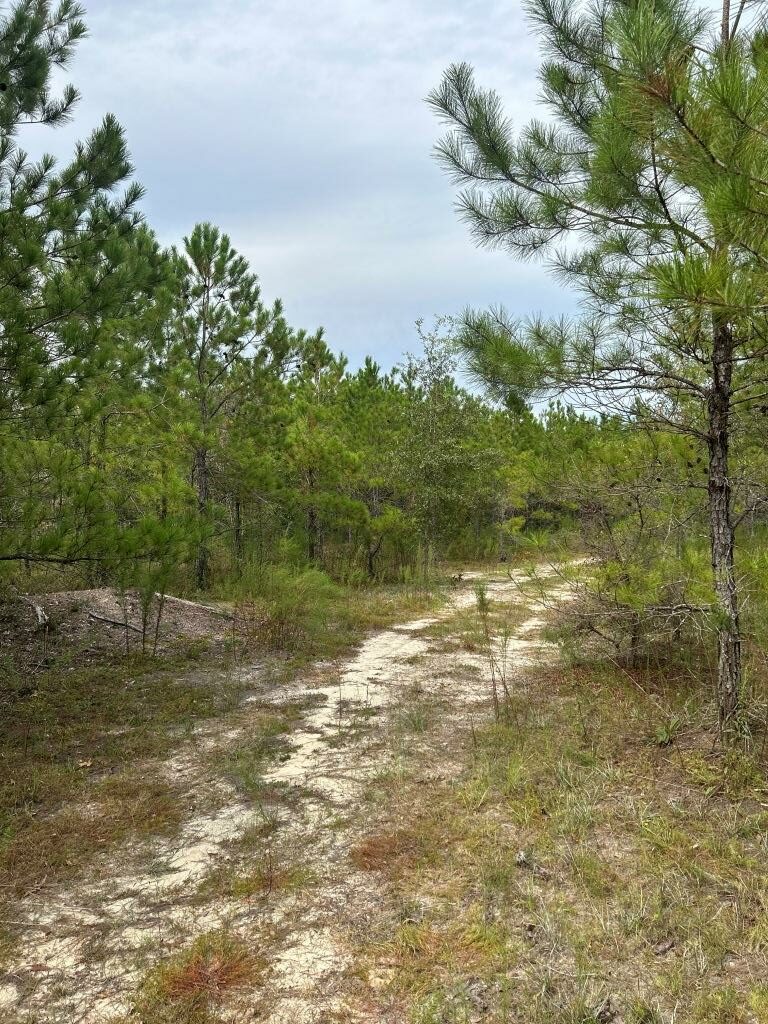 Settlement Road Pines – Tract B Photo