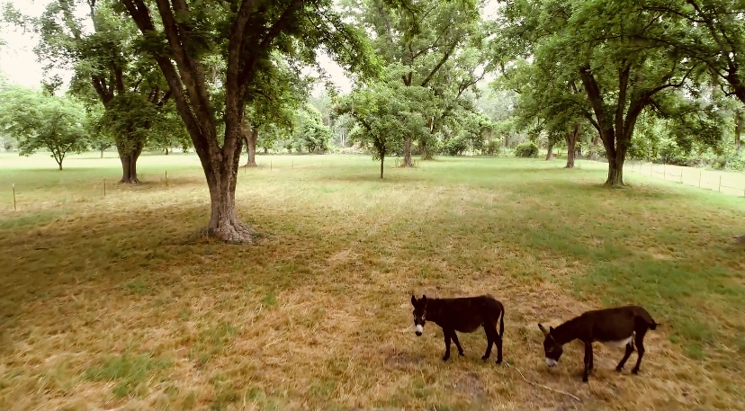 Gibbs Street Mini Farm Photo