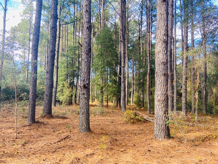 Memphis Road Tract Photo