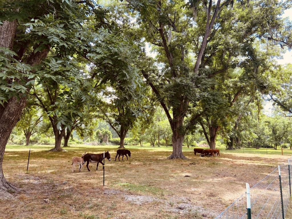 Gibbs Street Mini Farm Photo