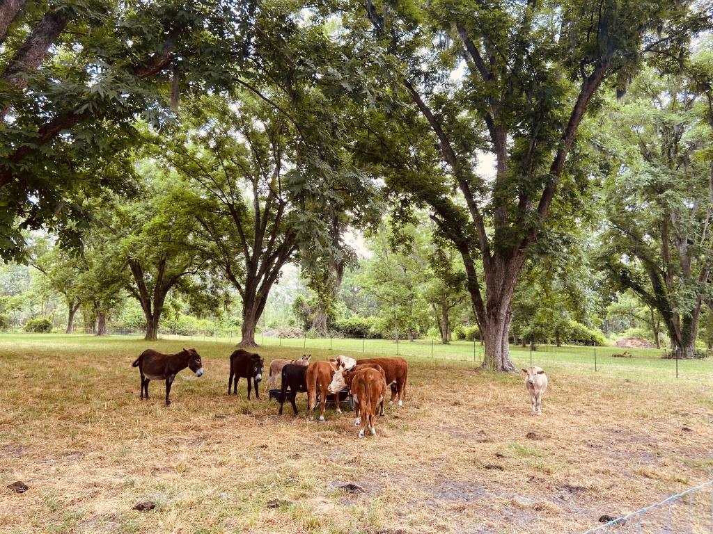 Gibbs Street Mini Farm Photo