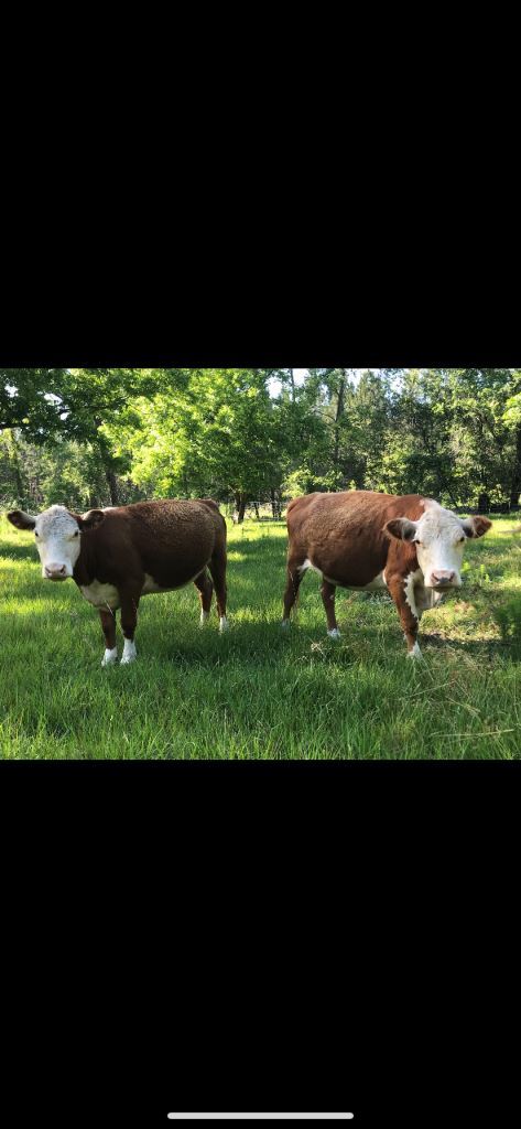 Gibbs Street Mini Farm Photo