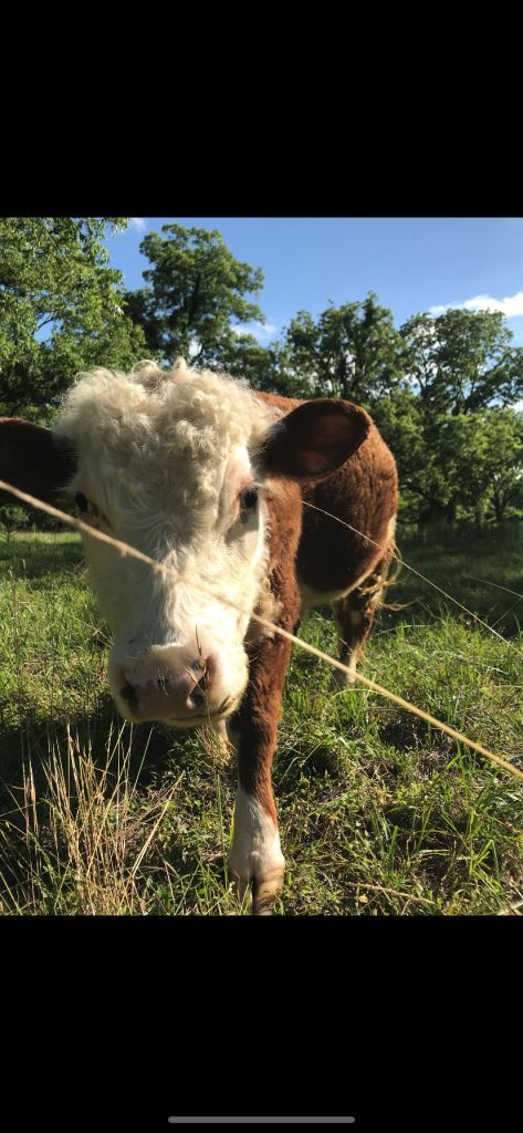 Gibbs Street Mini Farm Photo