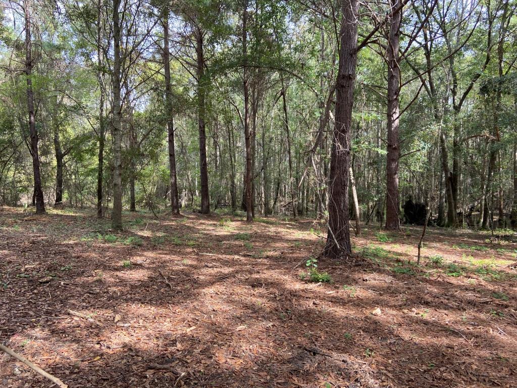 Alapaha River Homeplace Photo