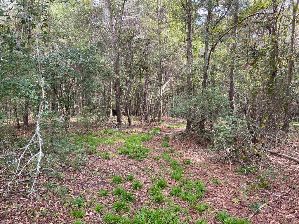 Alapaha River Homeplace Photo