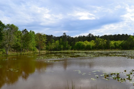 Meadows Pond