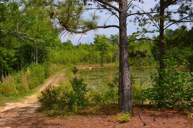 Meadows Pond Photo