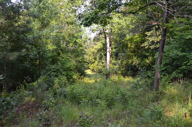 Big Branch Photo