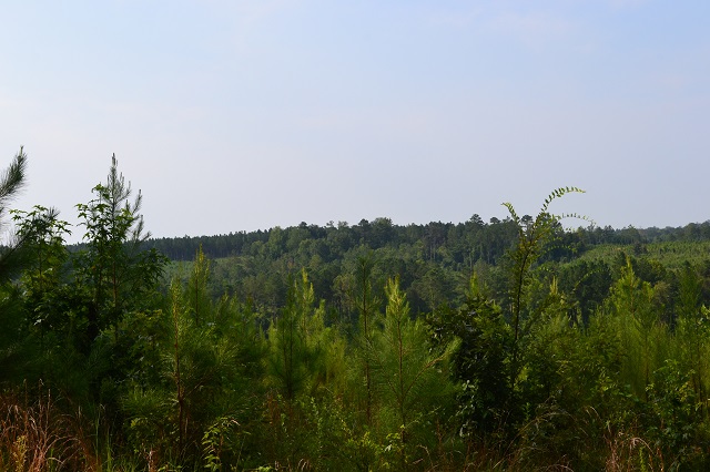 Big Branch Photo