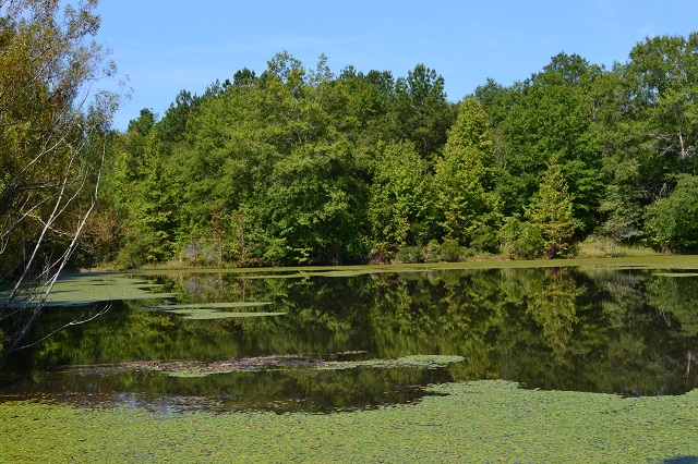 Olive Grove Pond Photo