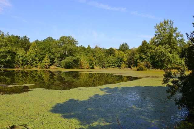 Olive Grove Pond Photo