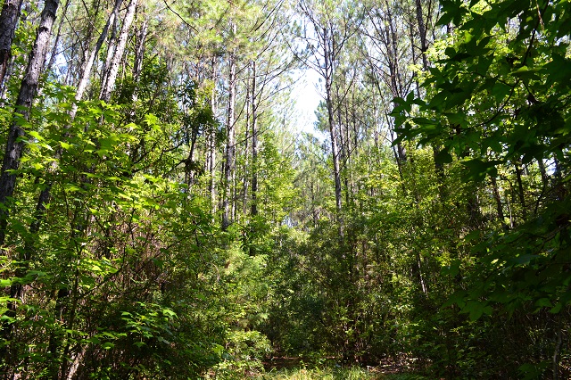 Olive Grove Pond Photo