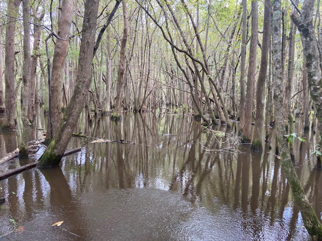 Alapaha River Homeplace Photo