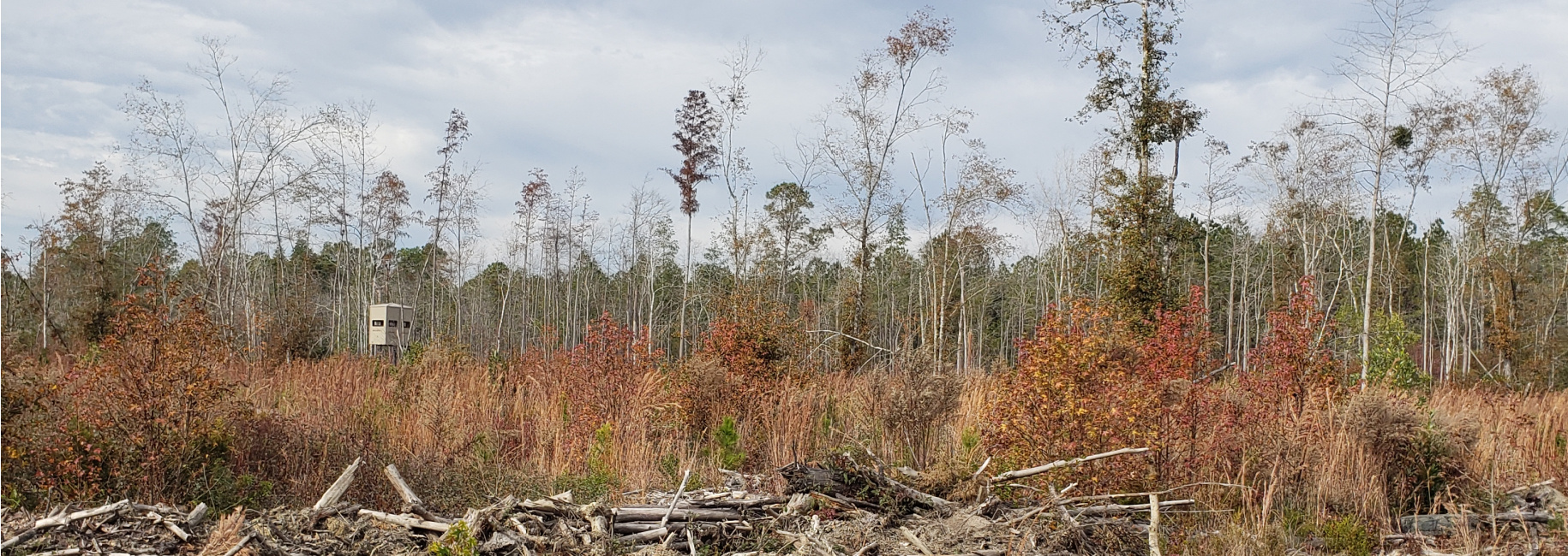 Woods Tract Main Photo