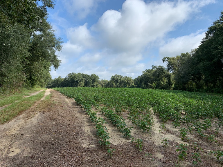 Arabi Plantation Photo