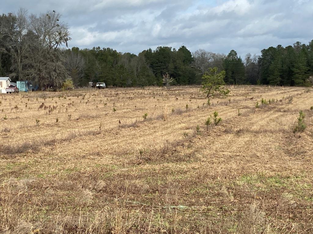 Low Country Timber Photo