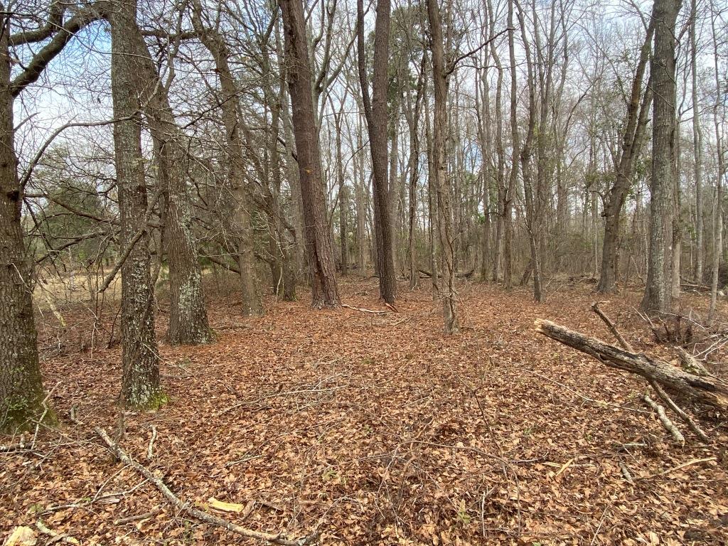 Low Country Timber Photo