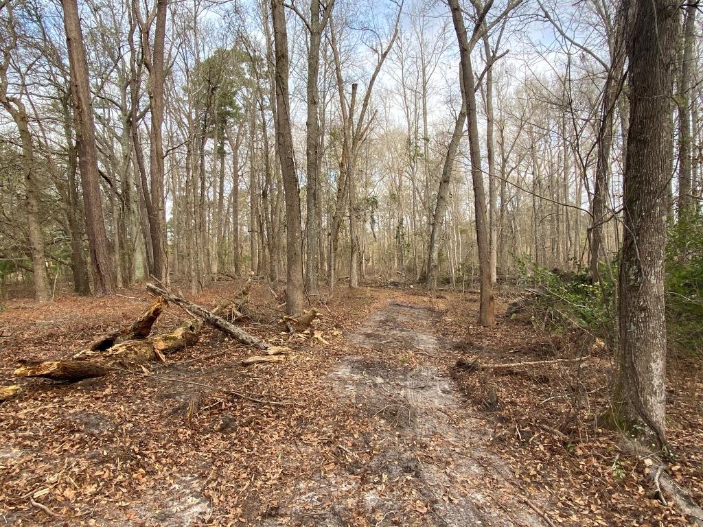 Low Country Timber Photo