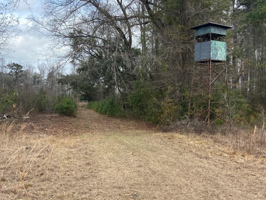 Low Country Timber Photo